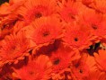 /album/philadelphia-flower-show-2013/philly-flower-garden-show-2013-031-jpg/